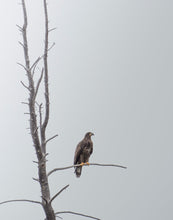 Load image into Gallery viewer, a young bald eagle resting on a tree branch