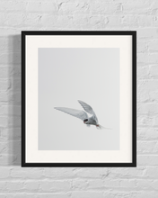 Load image into Gallery viewer, framed image of an arctic tern flying with a white overcast background