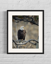 Load image into Gallery viewer, framed image of a bald eagle resting on a tree branch