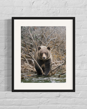 Load image into Gallery viewer, Framed Image of a Grizzly Bear walking through the bush on the edge of Chilko River