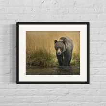 Load image into Gallery viewer, Framed image of a grizzly on the hunt for salmon fish
