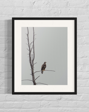 Load image into Gallery viewer, Junior Eagle