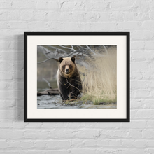 Load image into Gallery viewer, Framed image of a Grizzly bear walking along the edge of the river