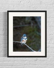Load image into Gallery viewer, framed image of a kingfisher resting on a tree branch