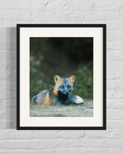 Load image into Gallery viewer, framed image of a cross fox resting on the ground