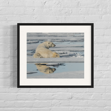 Load image into Gallery viewer, framed image of a male polar bear relaxing on some floating ice