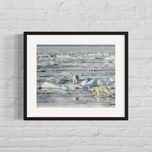 Load image into Gallery viewer, Framed image of a mamma polar bear with her curious adolescent cub walking along the pack ice in northern Svalbard