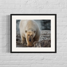 Load image into Gallery viewer, Framed image of a male polar bear protecting the dead walrus he's been eating