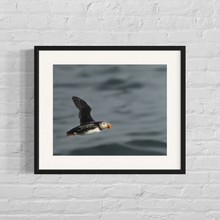 Load image into Gallery viewer, framed image of a puffin flying over water