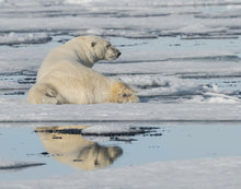 Load image into Gallery viewer, male polar bear relaxing on some floating ice