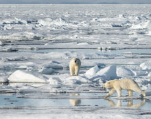 Load image into Gallery viewer, Mamma polar bear with her curious adolescent cub walking along the pack ice in northern Svalbard