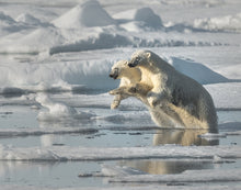 Load image into Gallery viewer, image of a mamma polar bear and her adolescent cub running from a male polar bear