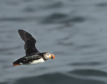 Load image into Gallery viewer, puffin flying over water
