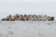 Load image into Gallery viewer, walruses huddled together on a beach in Svalbard Norway