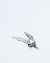 Load image into Gallery viewer, arctic tern flying with a white overcast background