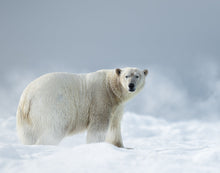 Load image into Gallery viewer, image of a polar bear standing on floating ice with snow blowing in the background