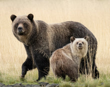 Load image into Gallery viewer, Image of a grizzly bear mother with her cub standing in tall yellow grass