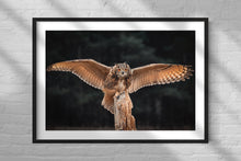 Load image into Gallery viewer, Eagle Eyes