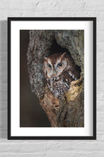 Load image into Gallery viewer, Screech