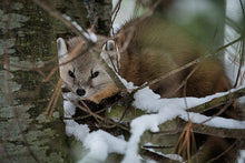Load image into Gallery viewer, pine marten