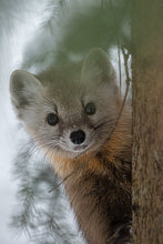 Load image into Gallery viewer, portrait of a pine marten