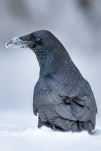 Load image into Gallery viewer, portrait of a raven in the snow