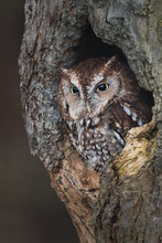 Load image into Gallery viewer, Red faced eastern screech owl in Ontario Canada