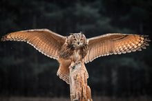 Load image into Gallery viewer, Eurasian eagle owl