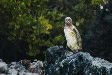 Load image into Gallery viewer, galapagos penguin standing on lava rock