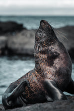 Load image into Gallery viewer, profile of a galapagos sea lion