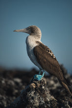 Load image into Gallery viewer, blue footed booby in galapagos