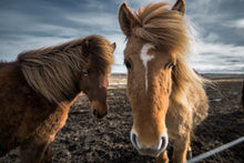 Load image into Gallery viewer, two iclandic horses