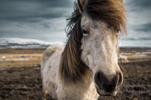 Load image into Gallery viewer, portrait of an icelandic horse