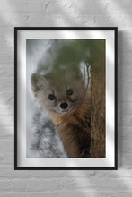 Load image into Gallery viewer, Portrait of a Pine Marten