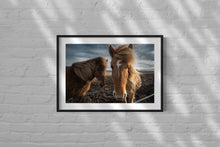 Load image into Gallery viewer, Iclandic Horses