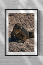 Load image into Gallery viewer, Galapagos Land Iguana