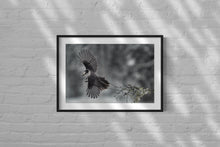 Load image into Gallery viewer, Wings Spread of the Gray Jay