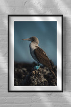Load image into Gallery viewer, Blue Footed Booby on Lava Rock