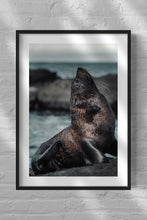 Load image into Gallery viewer, Profile of a Galapagos Sea Lion