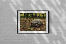 Load image into Gallery viewer, Portrait of a Galapagos Giant Tortoise