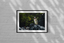 Load image into Gallery viewer, Portrait of a Galapagos Penguin