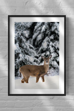 Load image into Gallery viewer, Winter portrait of a White Tailed Deer