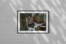 Load image into Gallery viewer, Hidden Marten