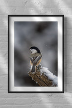 Load image into Gallery viewer, Chickadee Portrait