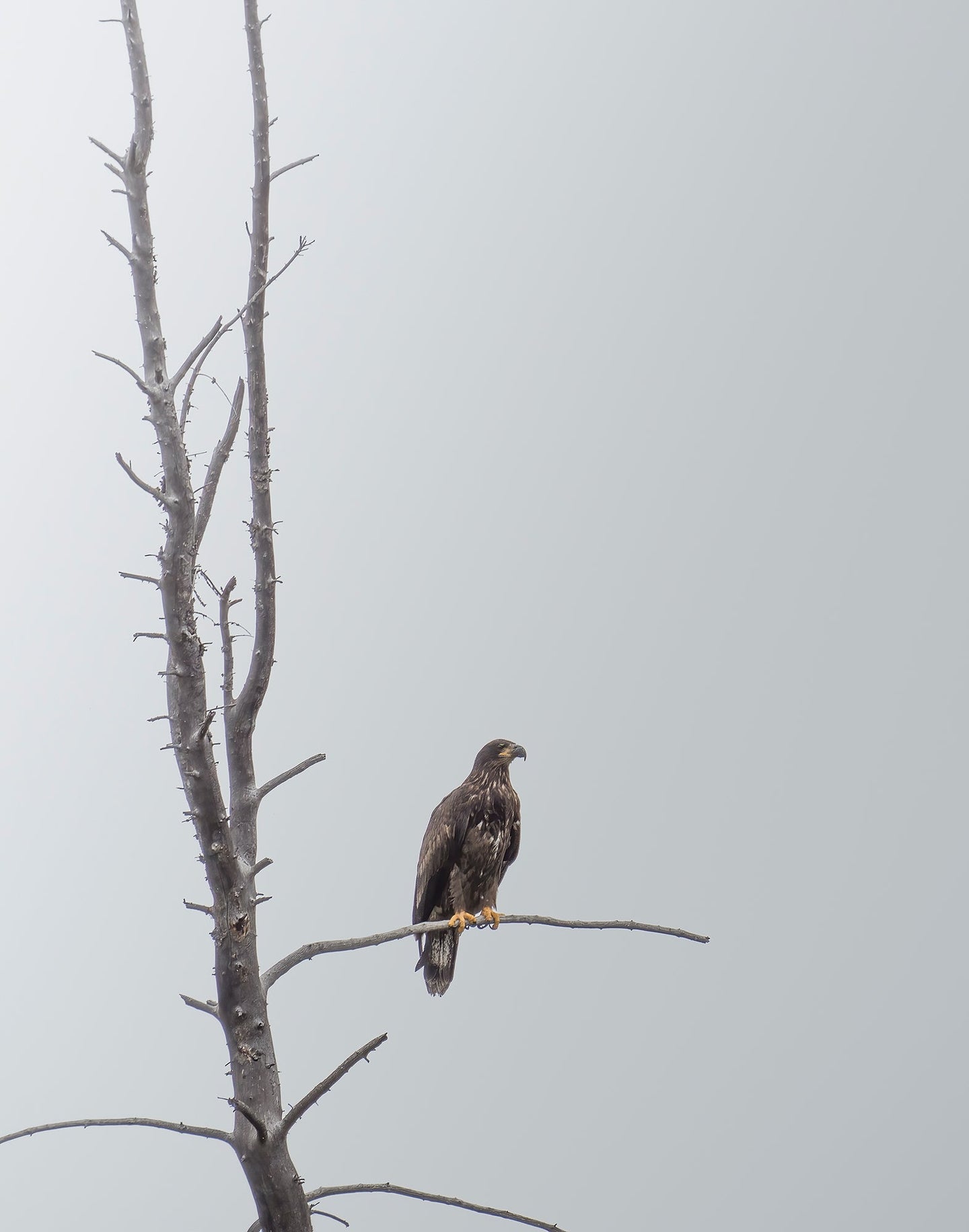 a young bald eagle resting on a tree branch