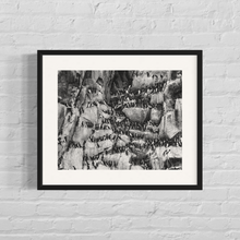 Load image into Gallery viewer, Framed image of guillemot birds resting on the edge of a mountain
