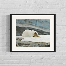 Load image into Gallery viewer, Framed image of a Male polar bear sleeping on snow
