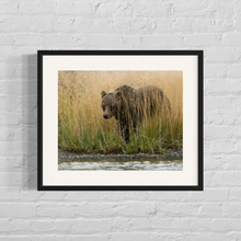 Load image into Gallery viewer, Framed image of a grizzly bear hidden behind tall yellow grass
