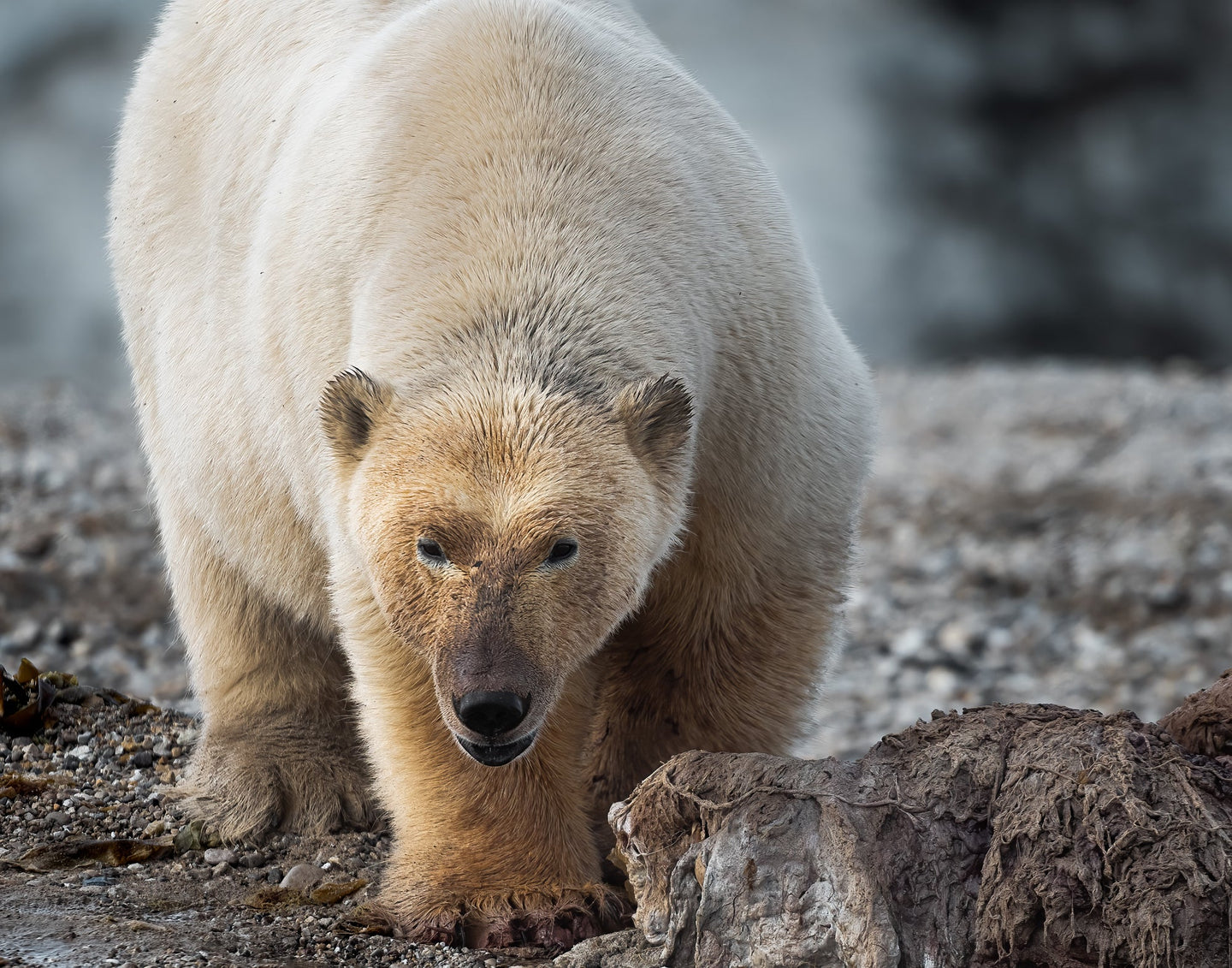 Image of a male polar bear protecting the dead walrus he's been eating