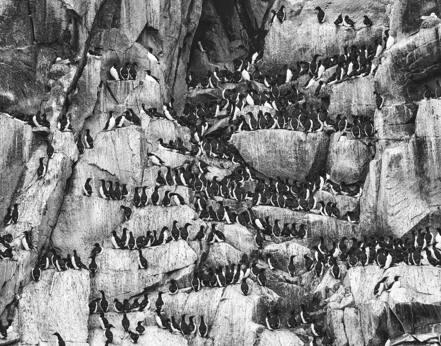 guillemot birds resting on the edge of a mountain